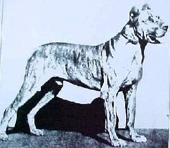http://www.about-great-danes.com/images/rolf1.jpg