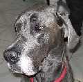 Great Dane with natural ears