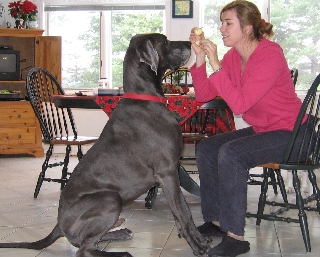 great dane diet