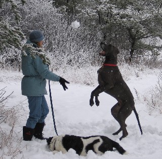 great dane aggression training