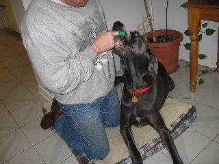 Great Dane teeth brushing