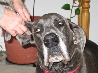 Great Dane ear cleaning