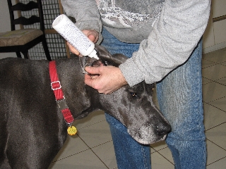 Great Dane ear cleaning
