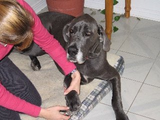 Great Dane nail clipping