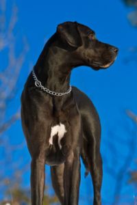 Black Great Dane