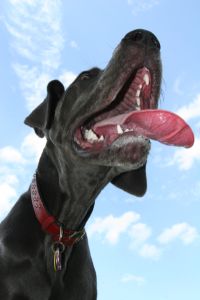 Blue Great Dane Blue Great Dane