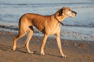 Fawn Great Dane Fawn Great Dane