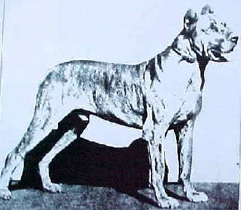 German champion Great Dane 1882