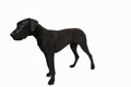 great dane